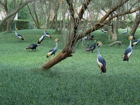 Al-Areen-Wildlife-Park-2.jpg