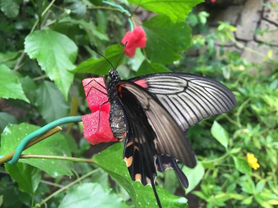 Faunia-Botanical-Garden-Zoo-Butterflies.jpg