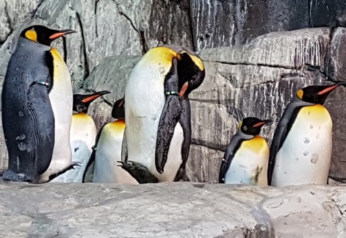 Faunia-Botanical-Garden-Zoo-KingPenguins.jpg