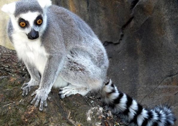 Faunia-Botanical-Garden-Zoo-Lemur.jpg