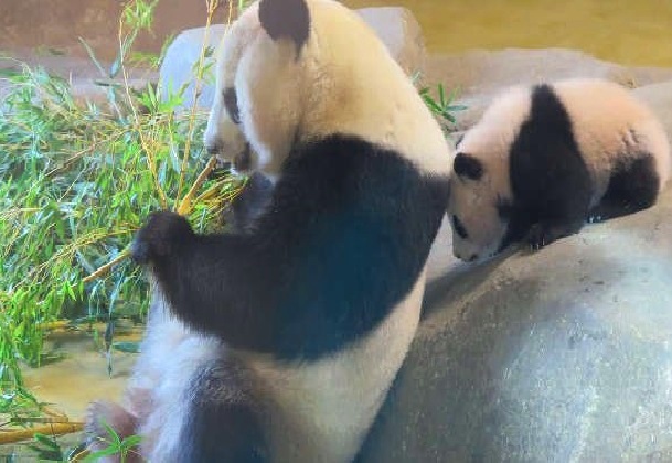 The-Madrid-Zoo-Aquarium-GiantPandas.jpg