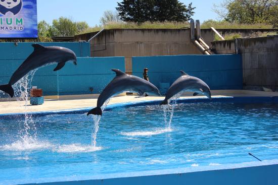 The-Madrid-Zoo-Aquarium-DolphinesShow.jpg