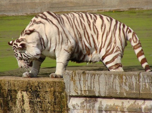 The-Madrid-Zoo-Aquarium-WhiteTiger.jpg