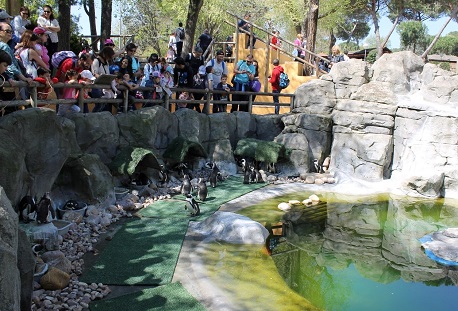 The-Madrid-Zoo-Aquarium-Penguins.jpg