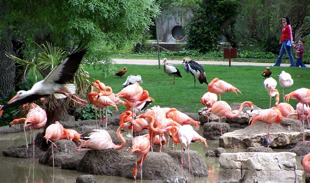 The-Madrid-Zoo-Aquarium-Flamingos.jpg