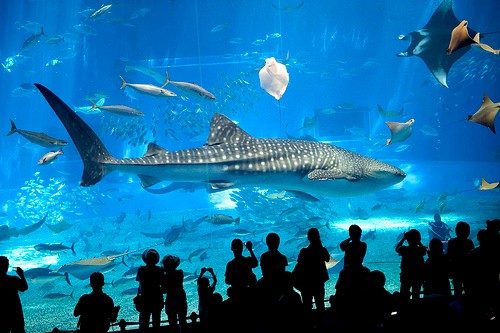 Aquarium-Barcelona-WhaleShark.jpg