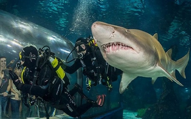 Aquarium-Barcelona-DiveWithSharks.jpg