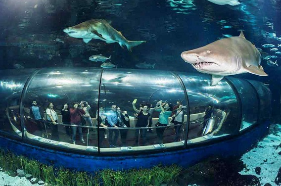 Aquarium-Barcelona-Tunnel.jpg