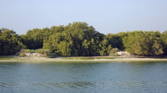 abu-dhabi-mangrove-national.jpg