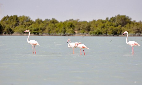 Birds-at-Mangrove-National-Park.jpg