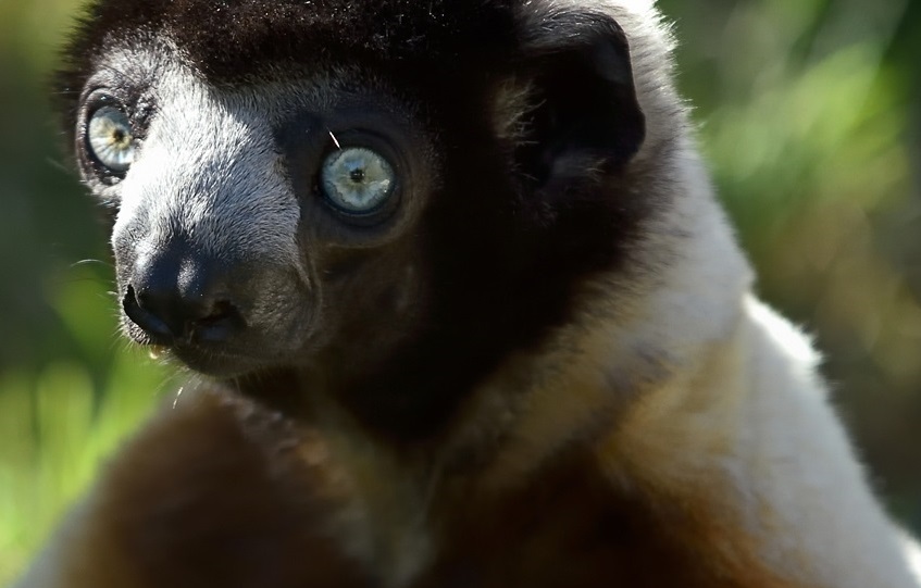 Paris-Zoological-Park-CrownedSifaka.jpg