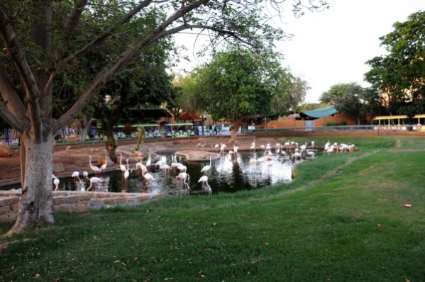 Riyadh-zoo.jpg