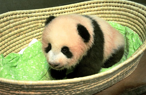 Ueno-Zoo-Panda.jpg