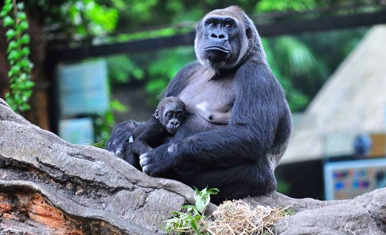 Ueno-Zoo-Gorilla.jpg