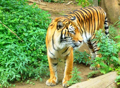 Ueno-Zoo-Tigers.jpg