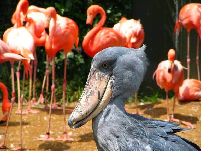 Ueno-Zoo-Shoebill.jpg