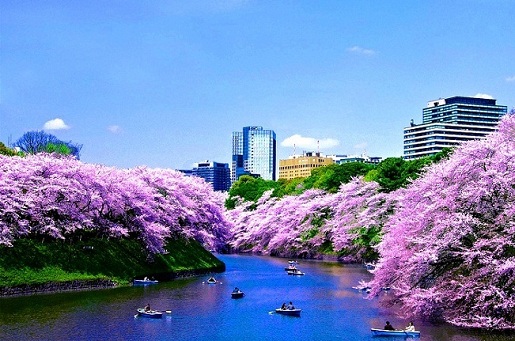 Tokyo-Imperial-Palace-ChidorigafuchiMoat.jpg