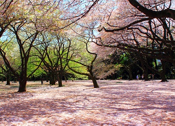 Shinjuku-Gyoen-View.jpg