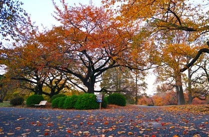 Shinjuku-Gyoen-EnglishGardens.jpg