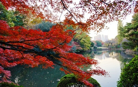 Shinjuku-Gyoen-LowerPond.jpg