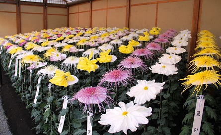 Shinjuku-Gyoen-ChrysanthemumFlowerExhibition.jpg