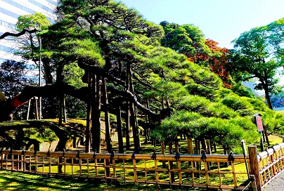 Hamarikyu-Gardens-PineTree.jpg