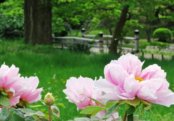 Hamarikyu-Gardens-PeonyGarden.jpg