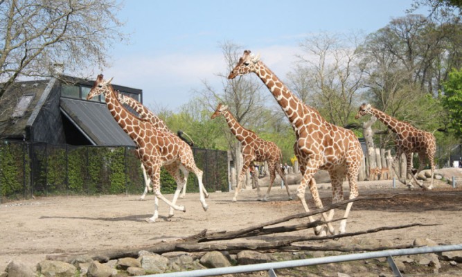 Copenhagen-Zoo.jpg