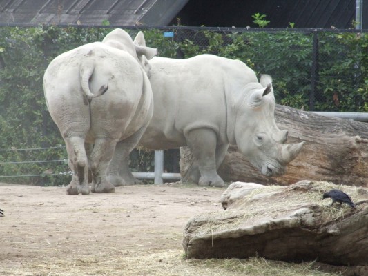 Animals-inside-Copenhagen-Zoo.jpg