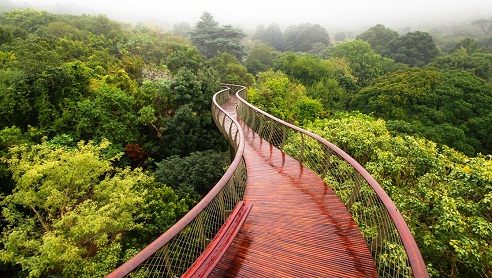 Table-Mountain-National-Park-CanopyWalkway.jpg