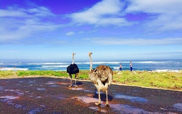 Table-Mountain-National-Park-Ostrichs.jpg