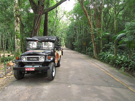 Rio-de-janeiro-botanical-garden-2.jpg