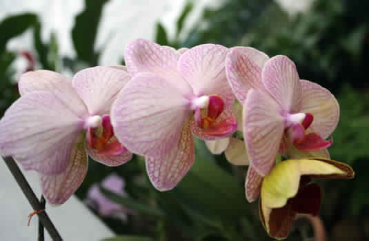 Orchid.jpg