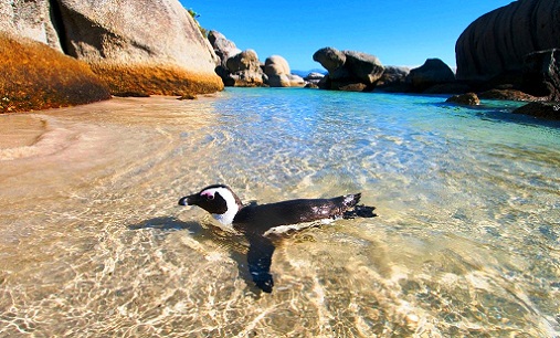 Boulders-Beach-ClearWater.jpg