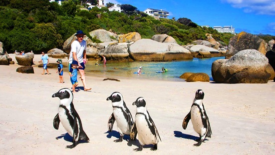 Boulders-Beach-Penguins.jpg