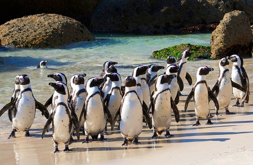 Boulders-Beach-PenguinColony.jpg