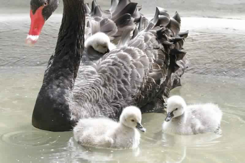 Black-Swan-at-Sao-Paulo-zoo.jpg