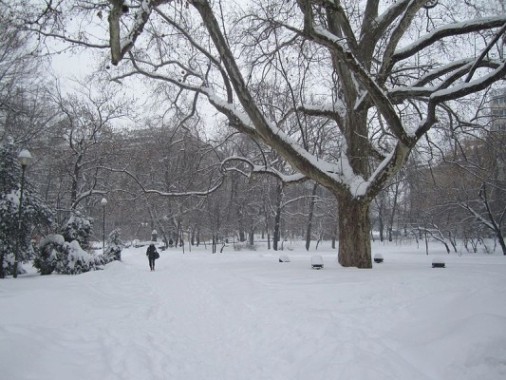 Cismigiu-park-in-winter.jpg