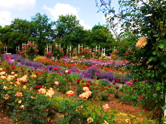 Pet%C5%99%C3%ADn-Hill-Observation-Tower-RoseGarden.jpg