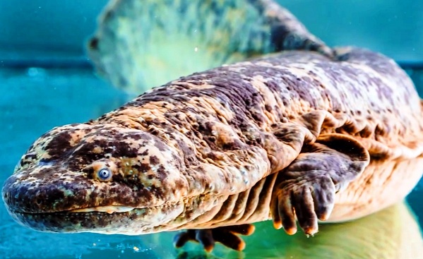 Prague-Zoo-Salamander.jpg