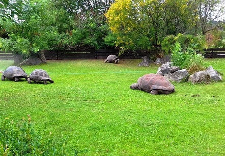 1554925036_195_Prague-Zoo-PavilionOfBigTortoises.jpg