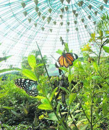 Kuala-Lumpur-Lake-Gardens-Park-Butterfly-Park.jpg