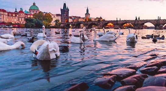 Charles-Bridge-Swans.jpg