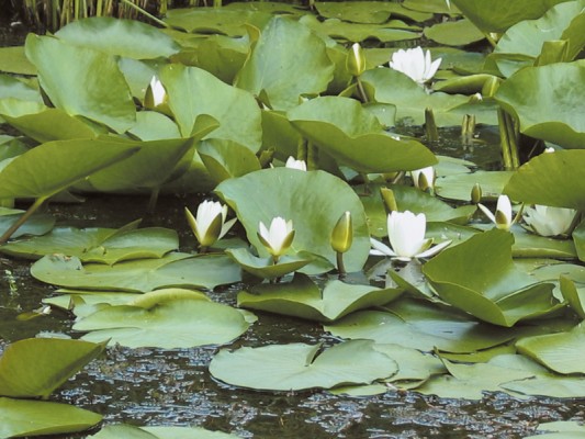 Marshs-inside-the-garden.jpg