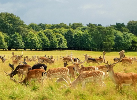 Phoenix-Park.Wild-FallowDeer.jpg