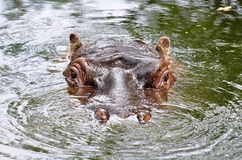 Dublin-Zoo-Hippo.jpg