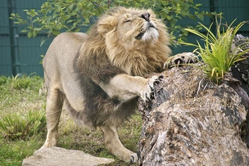 Dublin-Zoo-AsiaticLion.jpg