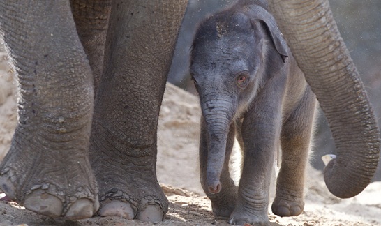 Dublin-Zoo-Elephants.jpg