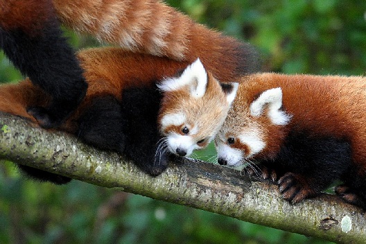 Dublin-Zoo-RedPandaTwins.jpg