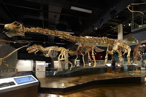 1554924854_503_Melbourne-Museum-Dinosaurs.jpg